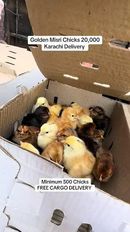 Golden misri Day A+ grade chicks — photo 2