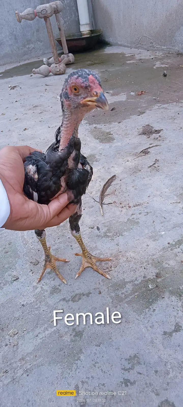 dragon aseel shamoo +amroha aseel — photo 3