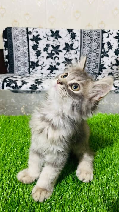 Persian kitten for sale