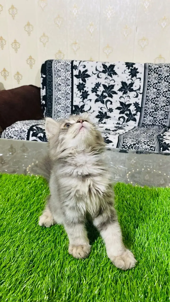 Persian kitten for sale — photo 6