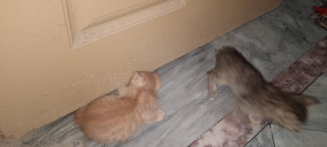 Persian cat