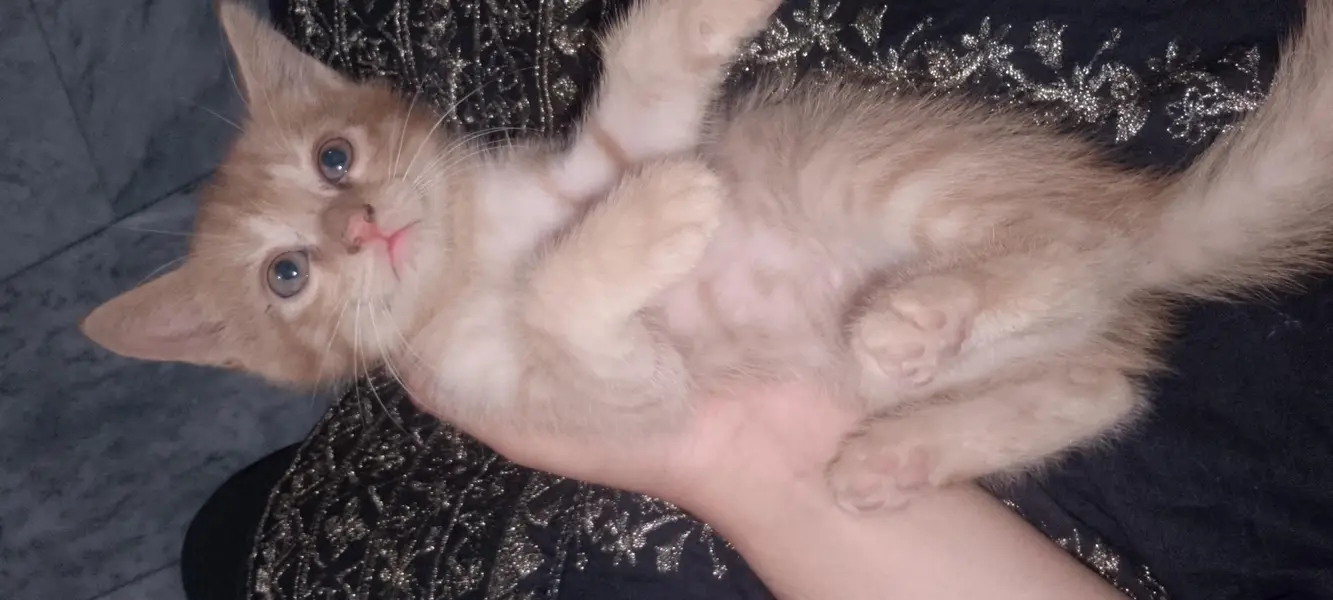 Persian cat — photo 2