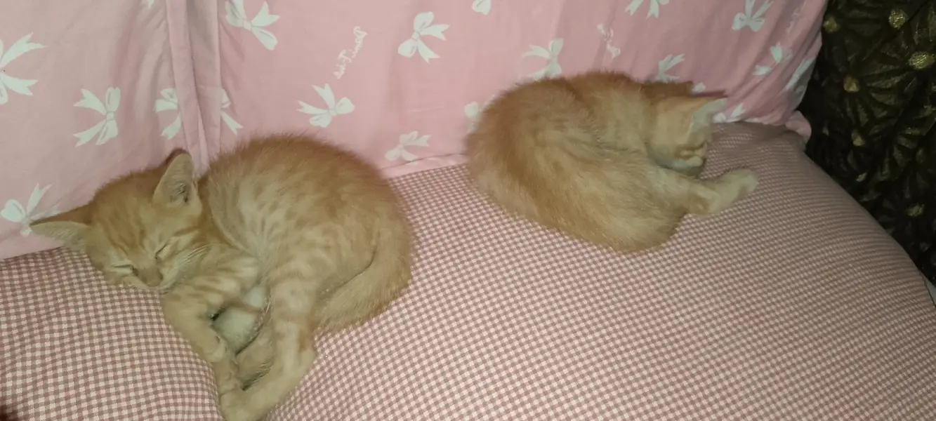 Persian cat — photo 3