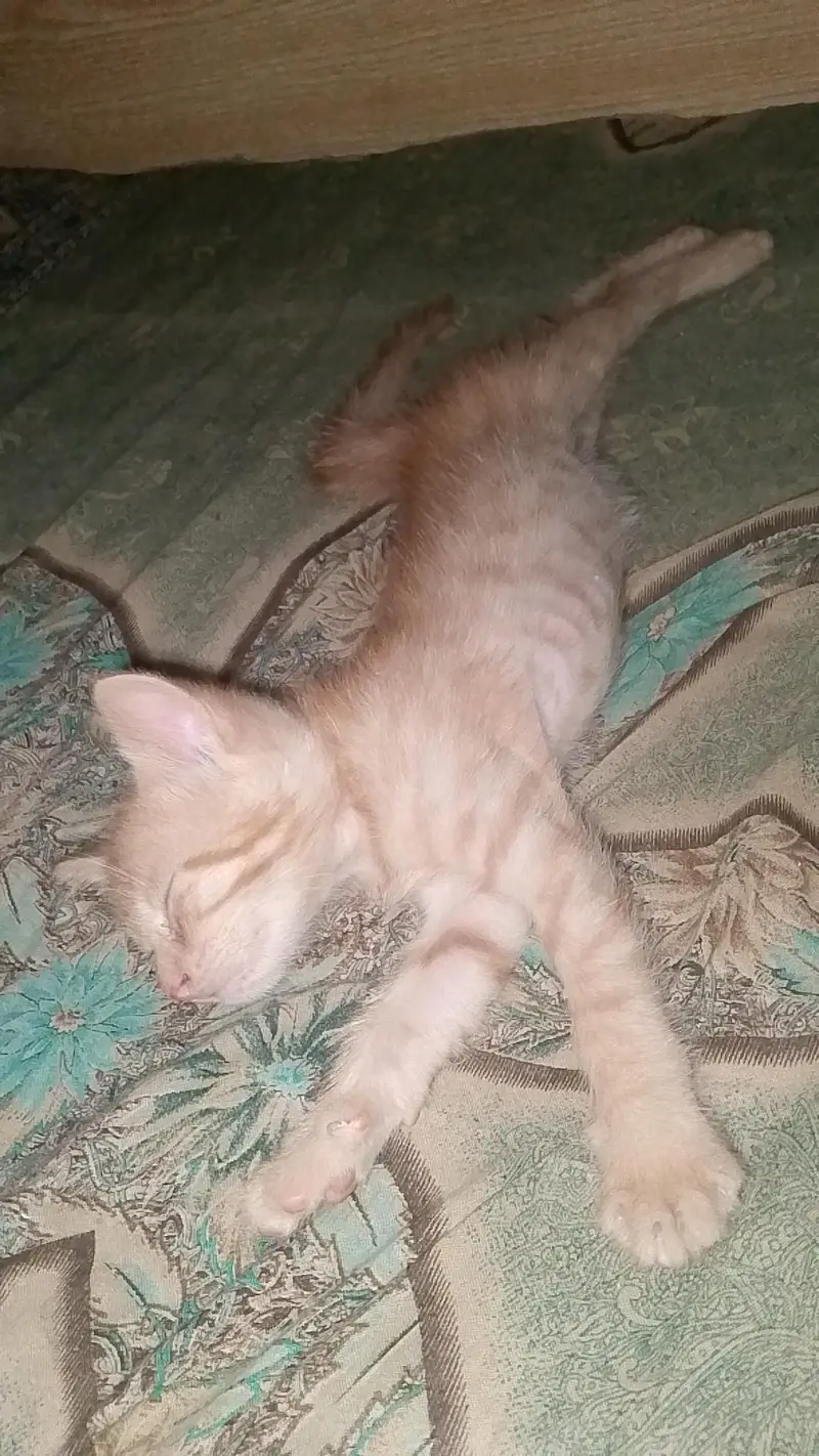 Persian cat — photo 4