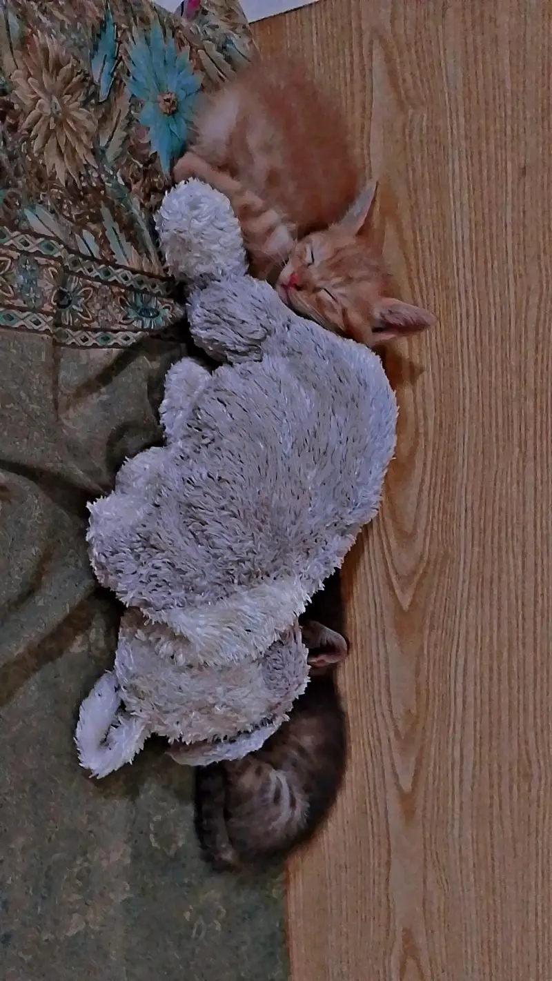 Persian cat — photo 5