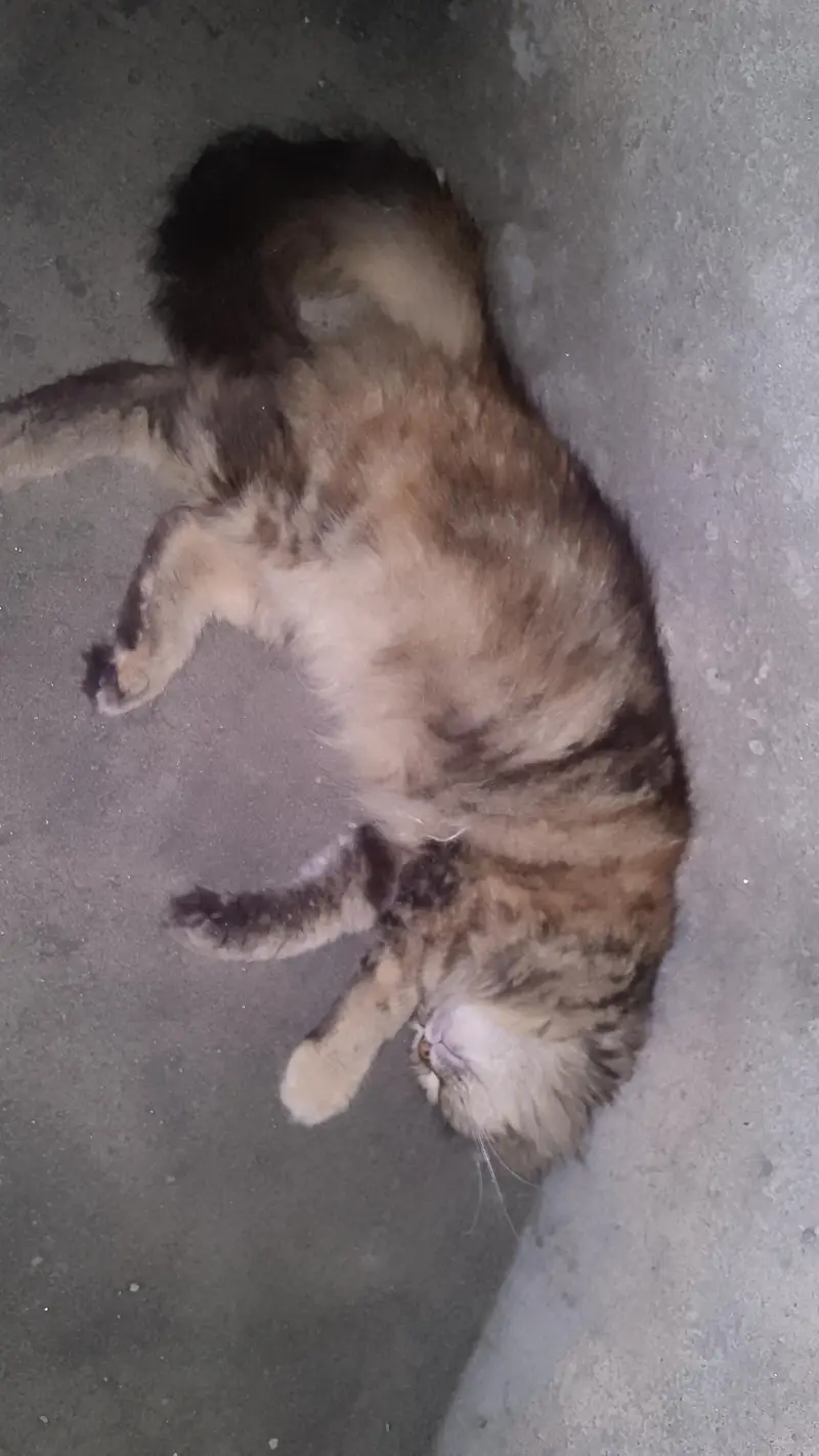 Persian cat — photo 6