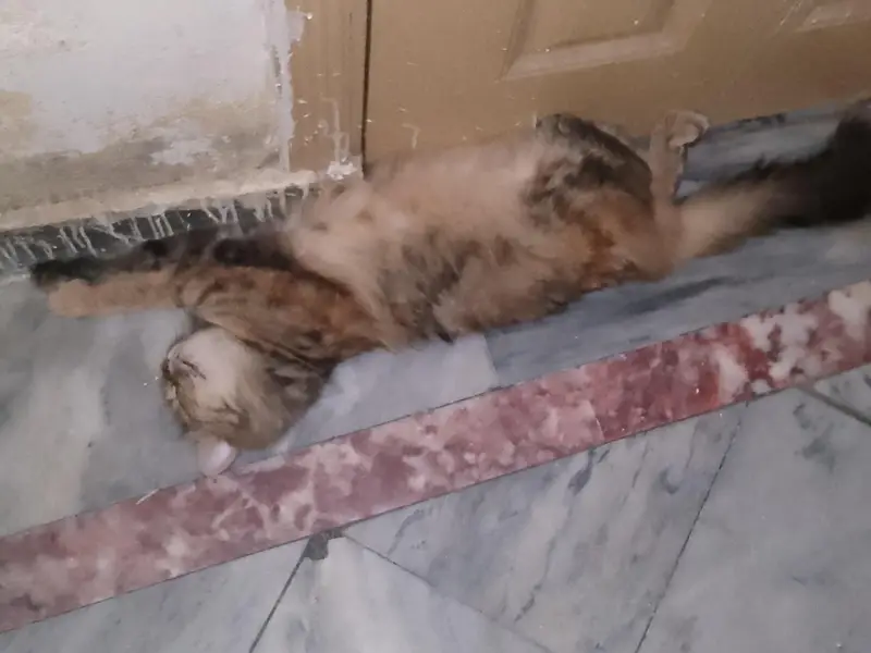 Persian cat — photo 7