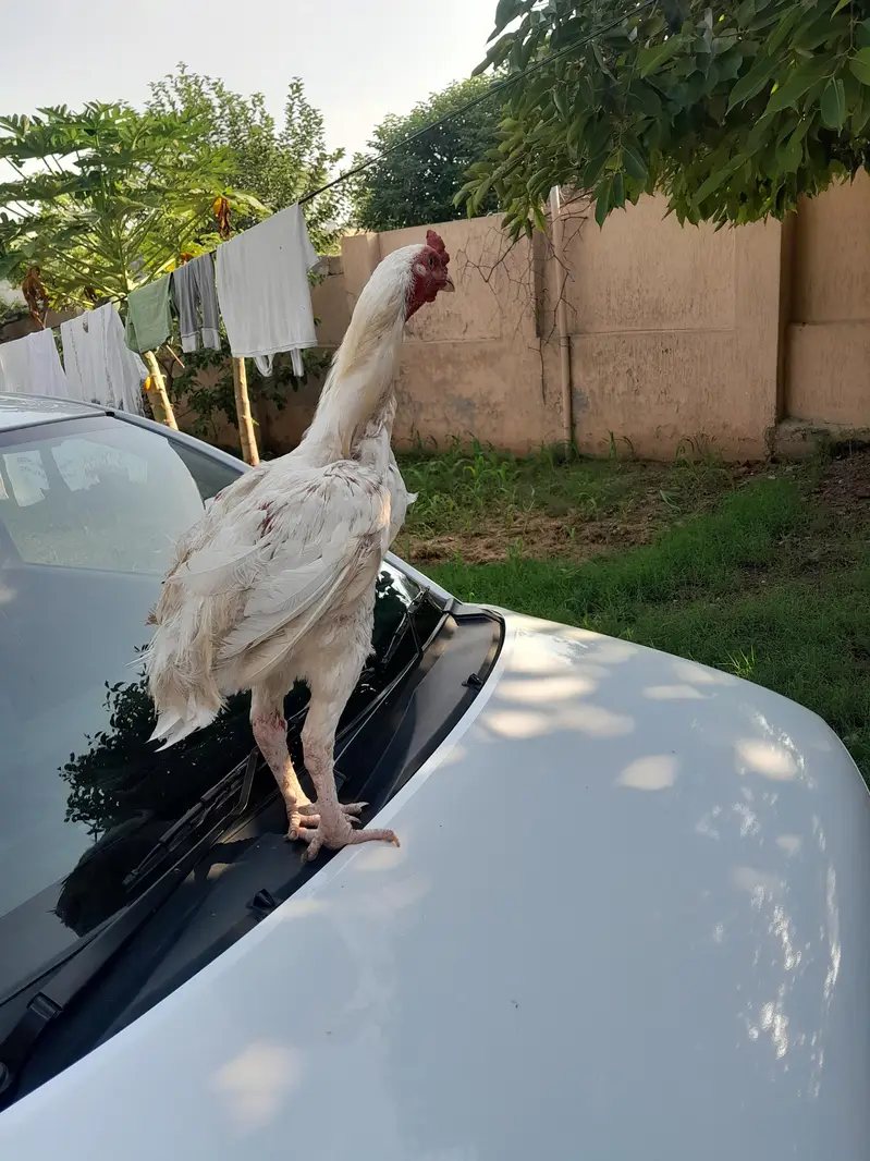 aseel full white — photo 2