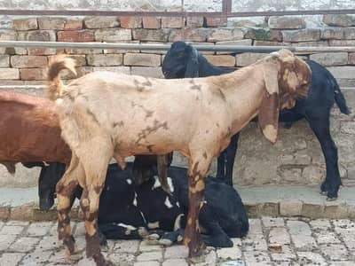 Bakra for sale kheera