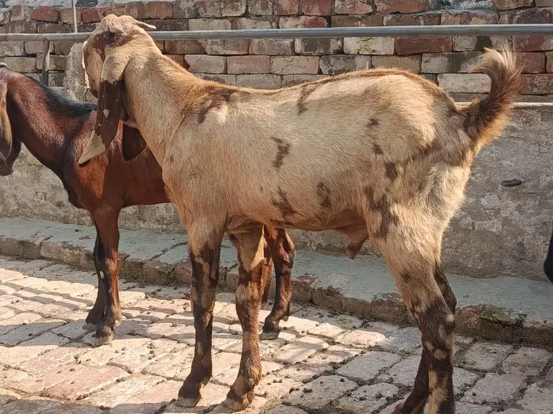 Bakra for sale kheera — photo 2