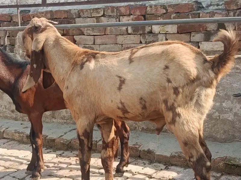 Bakra for sale kheera — photo 3