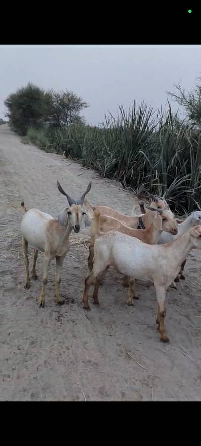 goats and long tail sheep