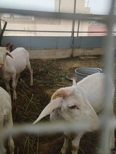 long tail sheep