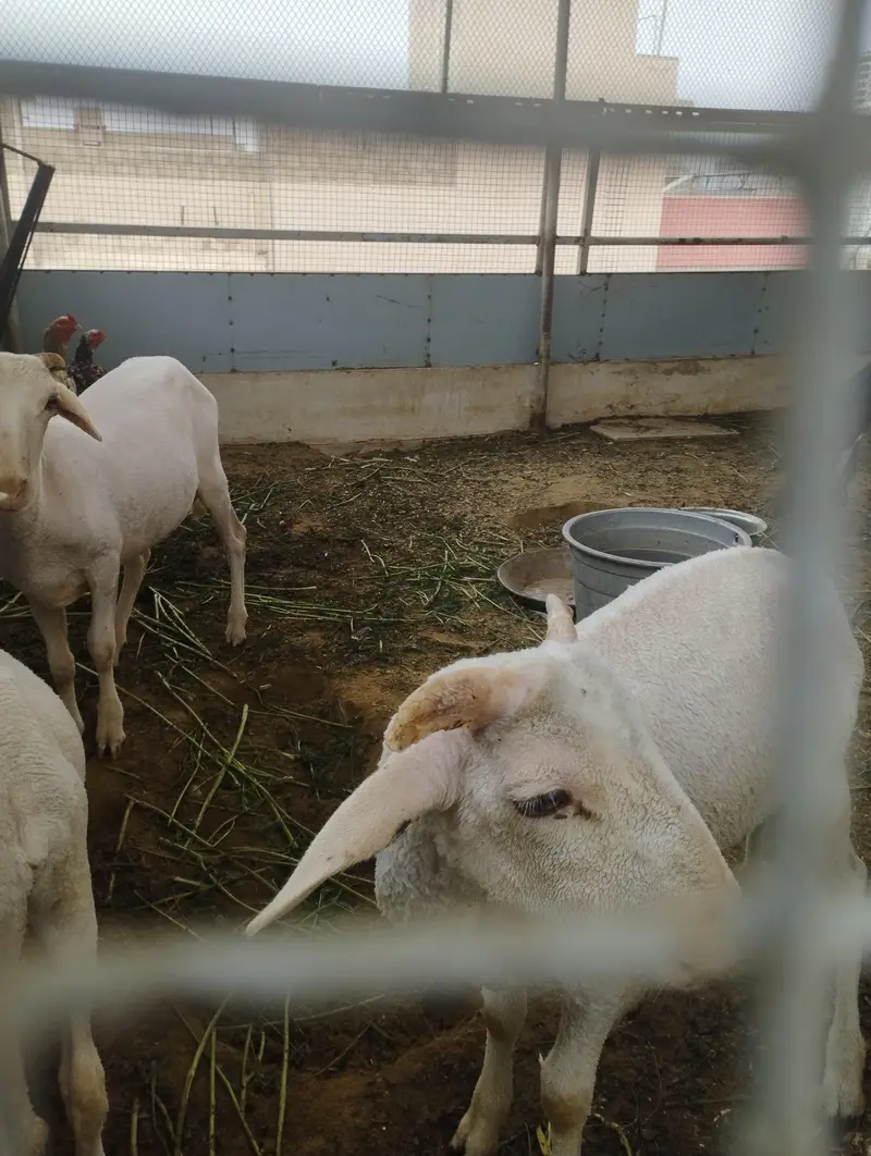goats and long tail sheep — photo 2