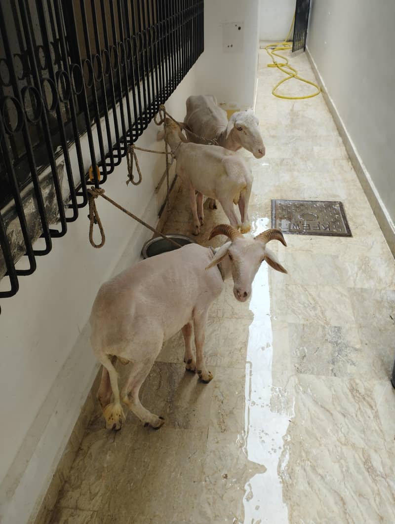 long tail sheep 1