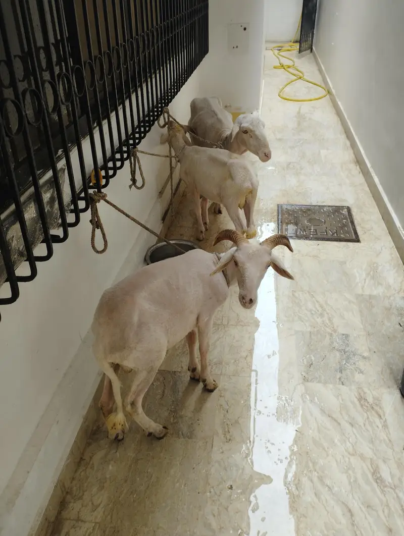 goats and long tail sheep — photo 3