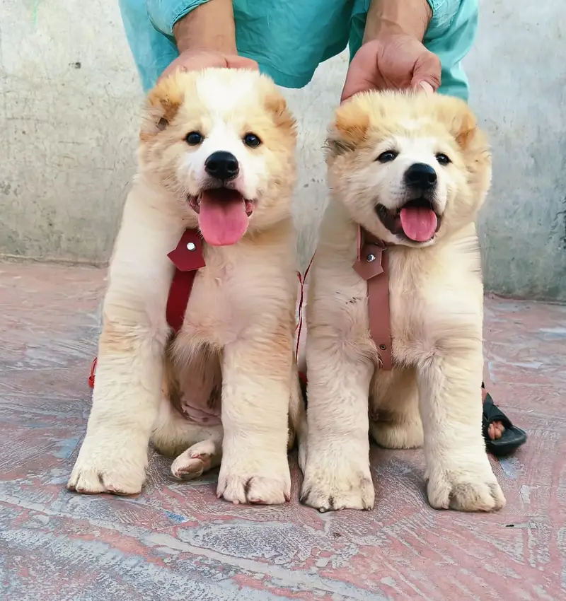 Alabai puppy | Alabai dog | Alabai pair | security dog for sale — photo 2