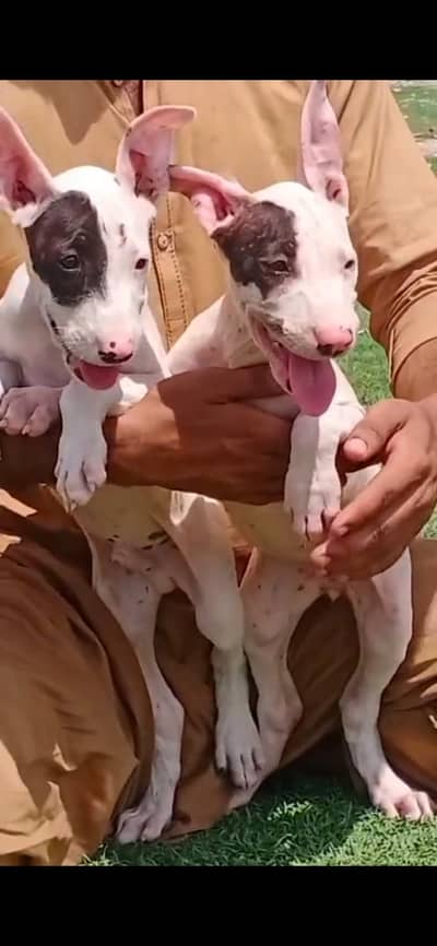 kohati gultair pair for sale