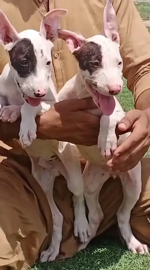 kohati gultair pair for sale — photo 2