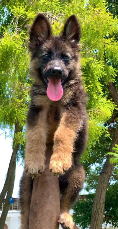 German Shepherd | Puppies | Dog | German Shepherd female| long Coat