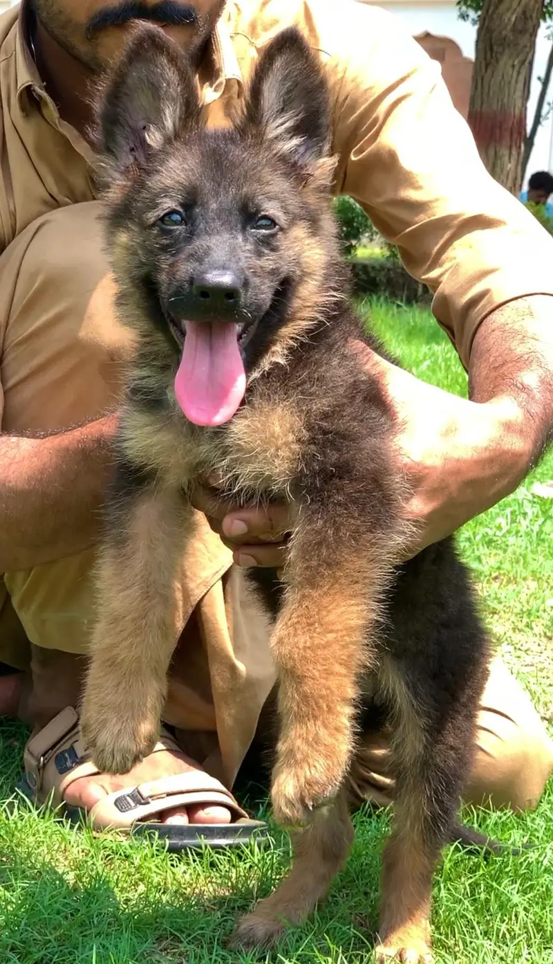 German Shepherd | Puppies | Dog | German Shepherd female| long Coat — photo 2
