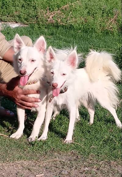 Russian puppies | pink nose puppy | Russian pair | Russian pup