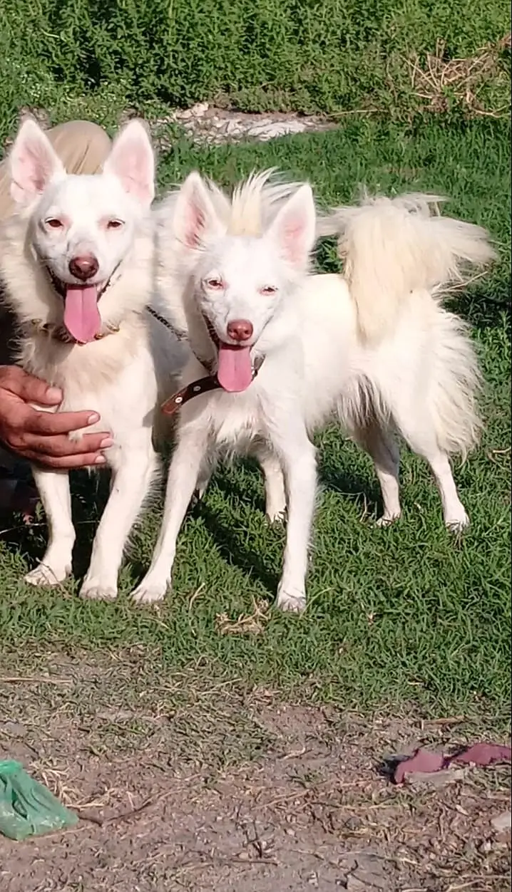 Russian puppies | pink nose puppy | Russian pair | Russian pup — photo 3