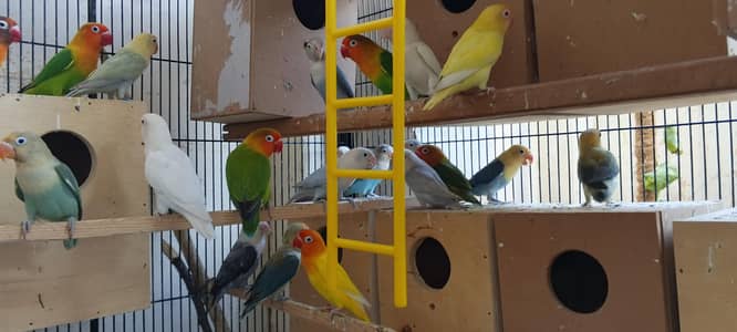 LoveBirds, Cage for Parrots and Hens