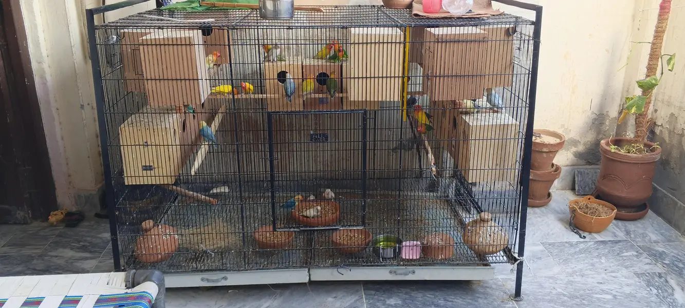 LoveBirds, Cage for Parrots and Hens — photo 2