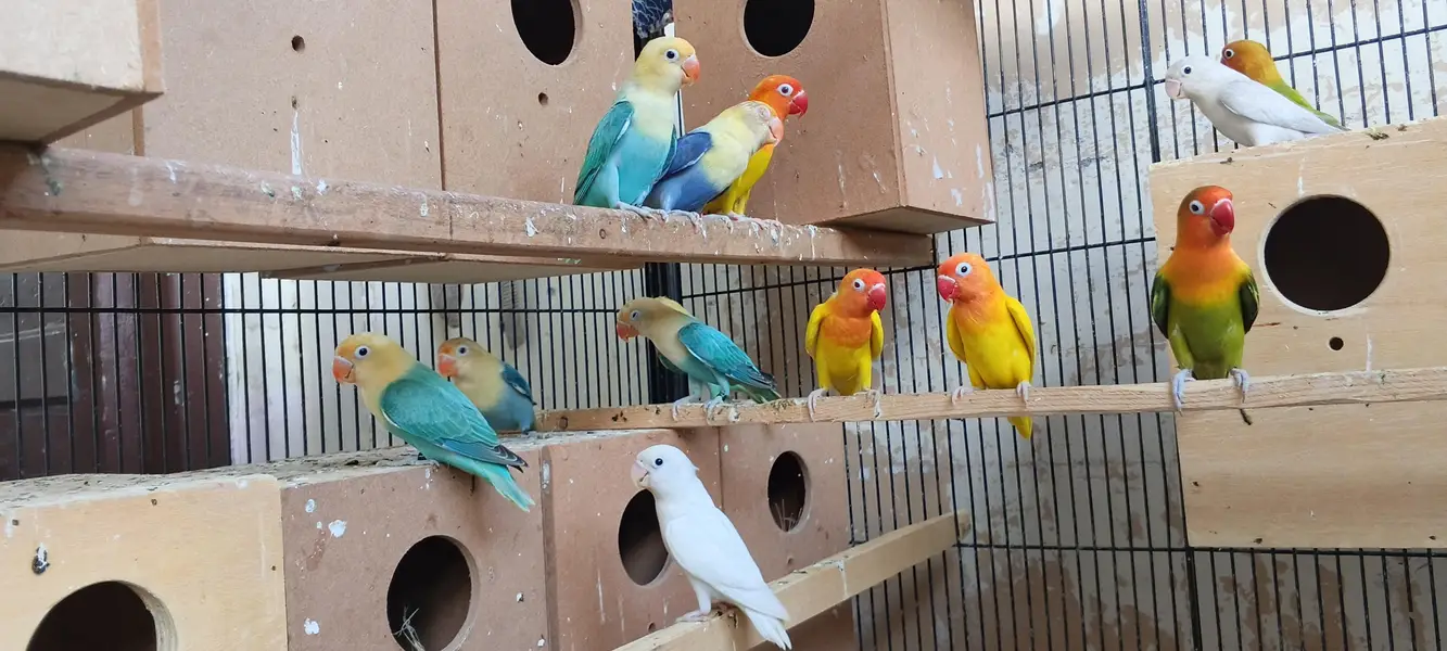 LoveBirds, Cage for Parrots and Hens — photo 3