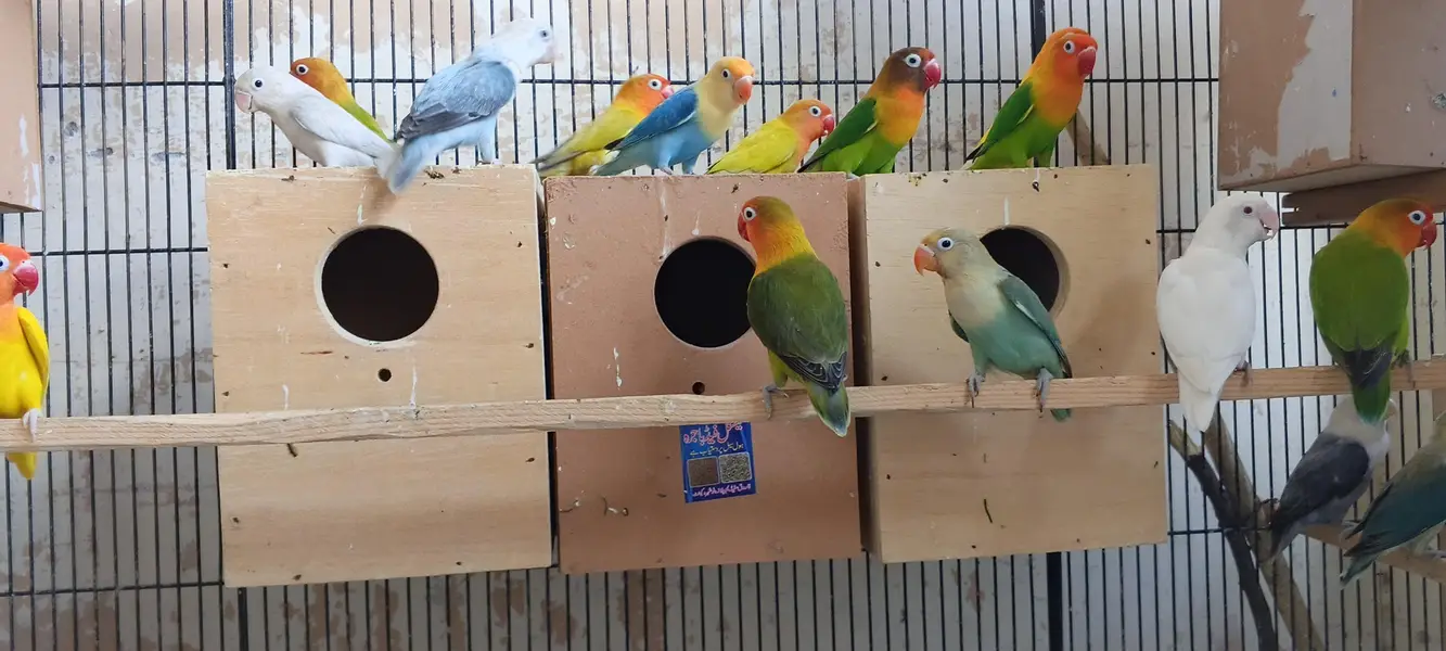 LoveBirds, Cage for Parrots and Hens — photo 4