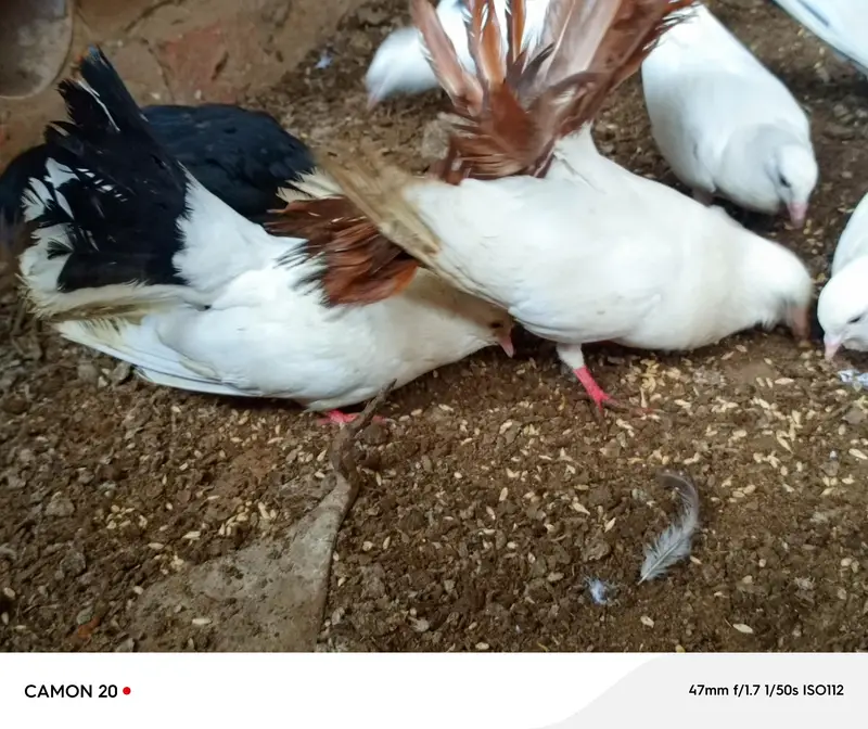 Brown tale laka — photo 2