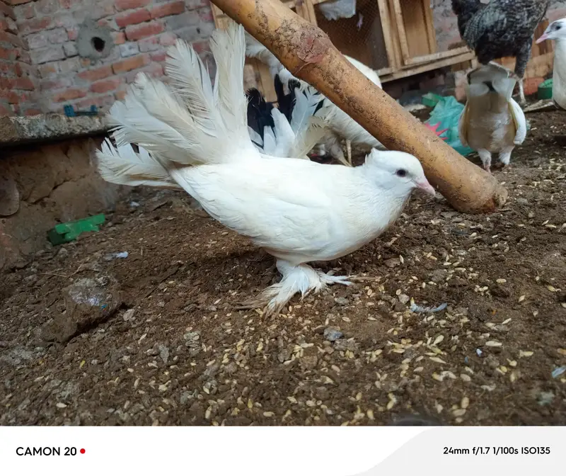 Brown tale laka — photo 5