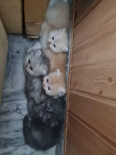 Russian Punch Face One cat along with Four kittens for sale