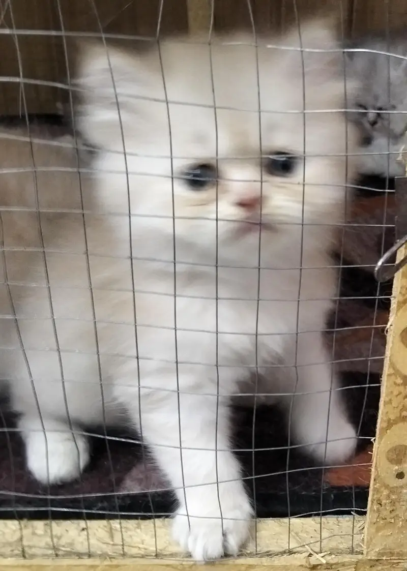 Russian Punch Face One cat along with Four kittens for sale — photo 2