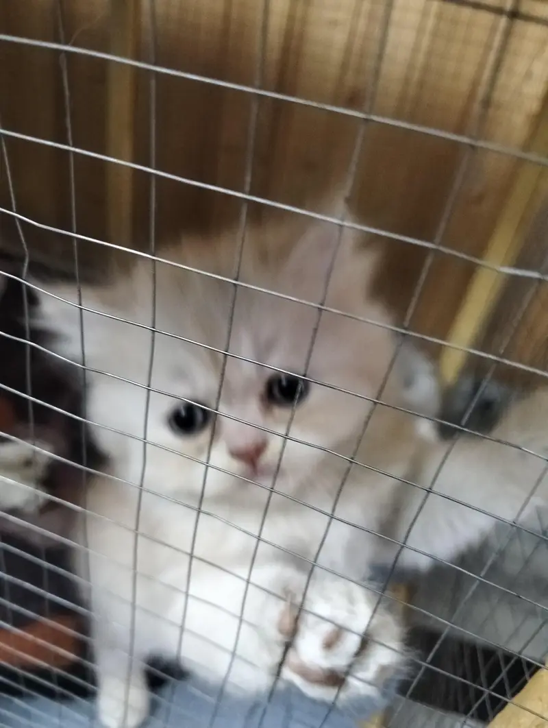 Russian Punch Face One cat along with Four kittens for sale — photo 4