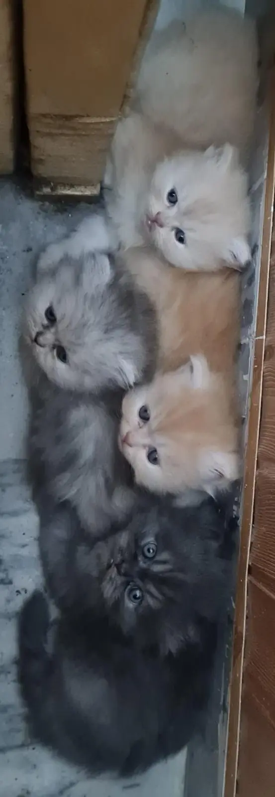 Russian Punch Face One cat along with Four kittens for sale — photo 7