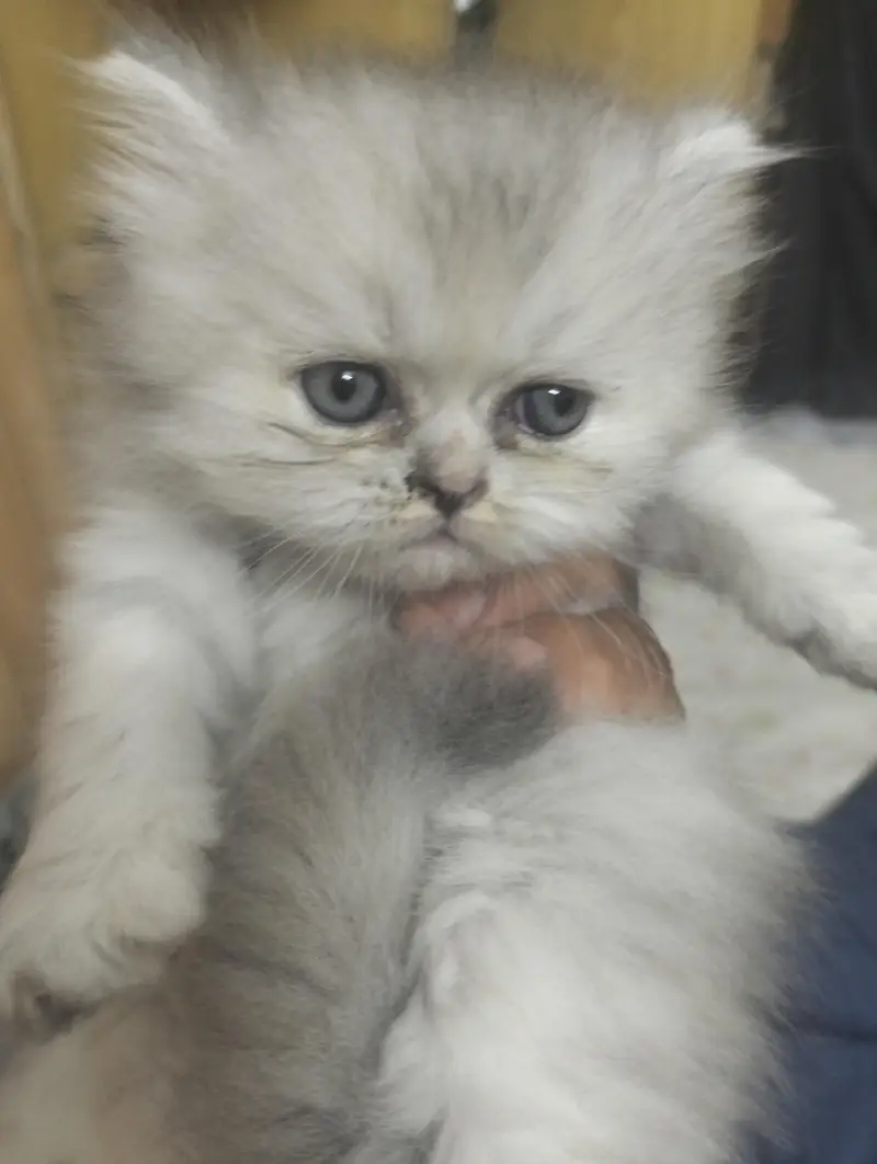 Russian Punch Face One cat along with Four kittens for sale — photo 8