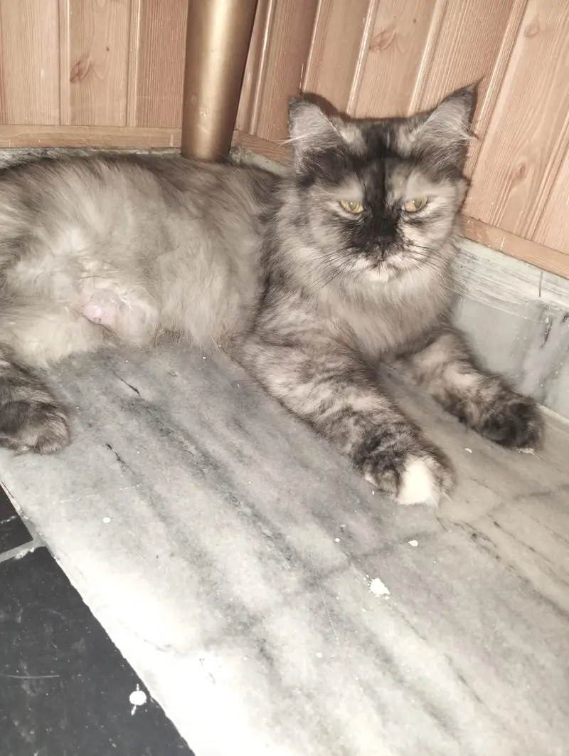Russian Punch Face One cat along with Four kittens for sale — photo 9