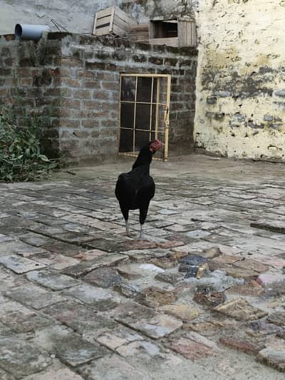 Aseel chiks Final Rs 1000