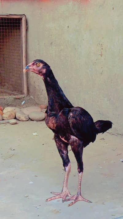 female hen  totally black 