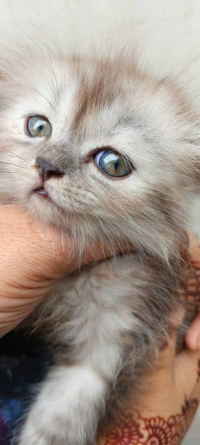 Female Persian Triple Coated Kitten – Litter Trained & Self-Feeding.