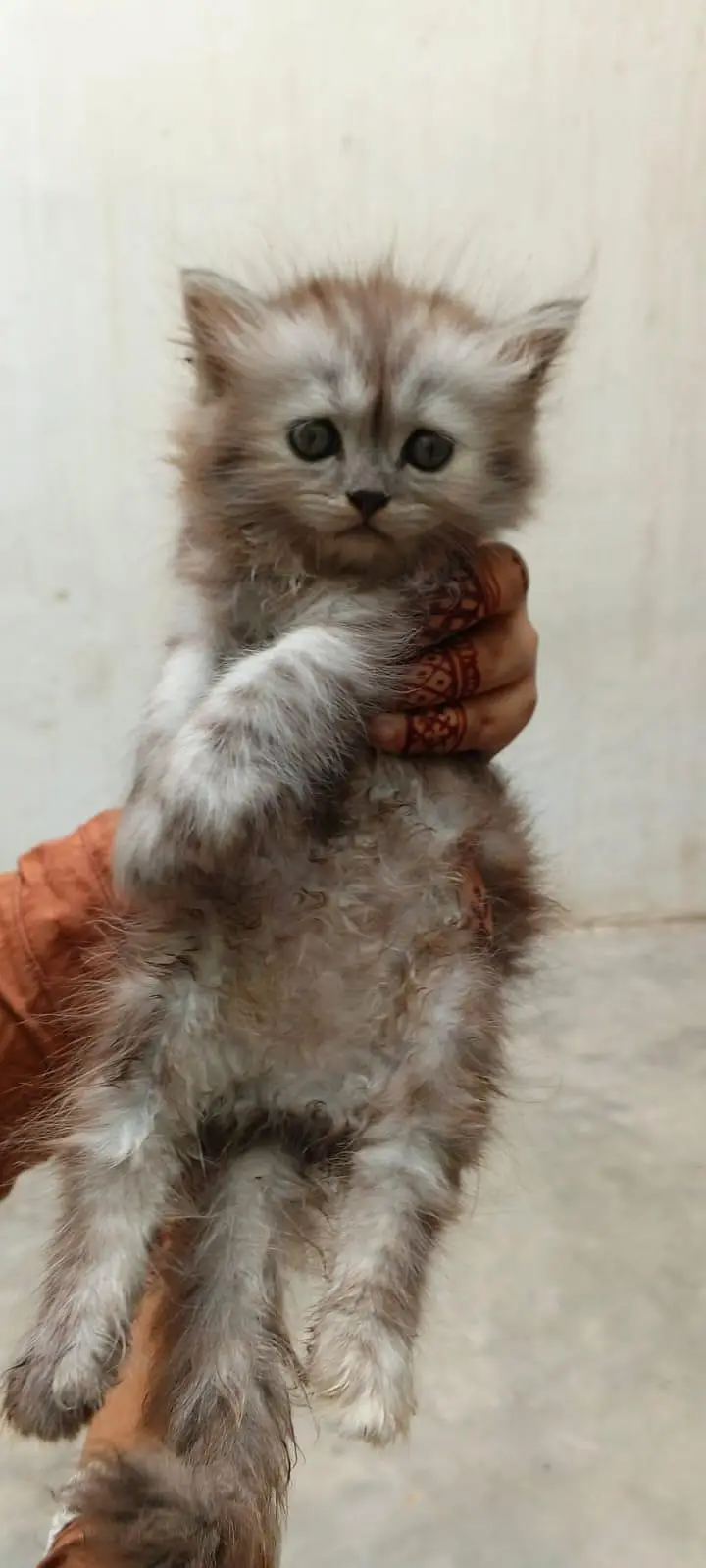 Female Persian Triple Coated Kitten – Litter Trained & Self-Feeding. — photo 2