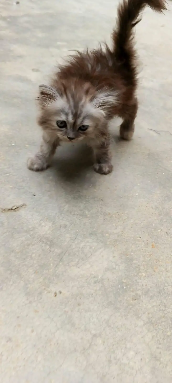 Female Persian Triple Coated Kitten – Litter Trained & Self-Feeding. — photo 3