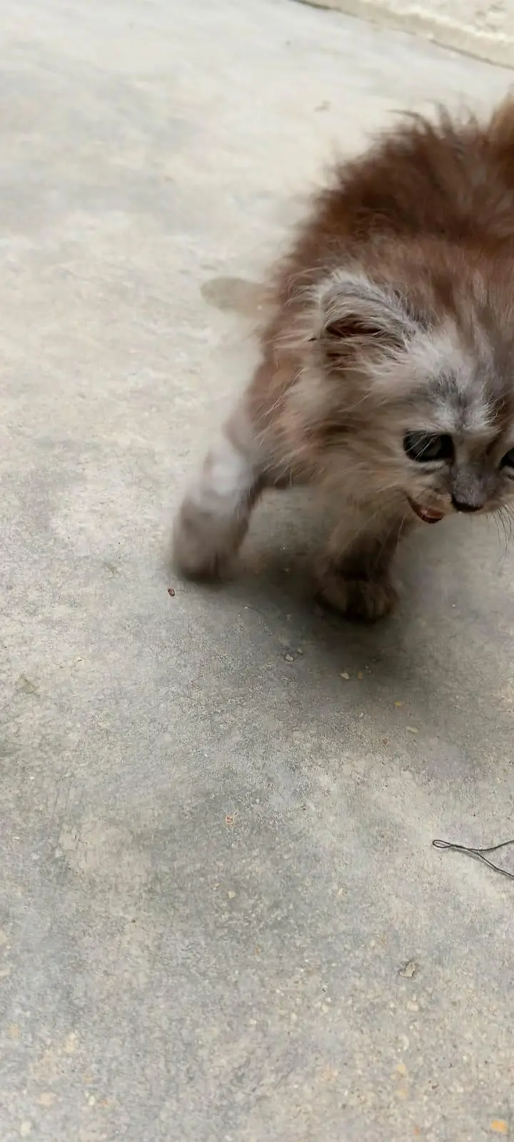 Female Persian Triple Coated Kitten – Litter Trained & Self-Feeding. — photo 4