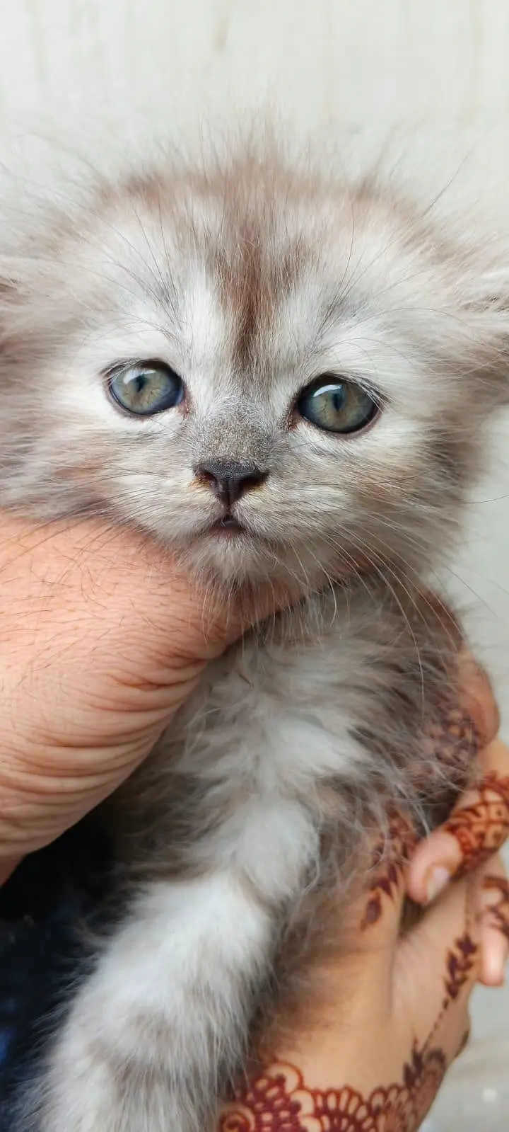 Female Persian Triple Coated Kitten – Litter Trained & Self-Feeding. — photo 5