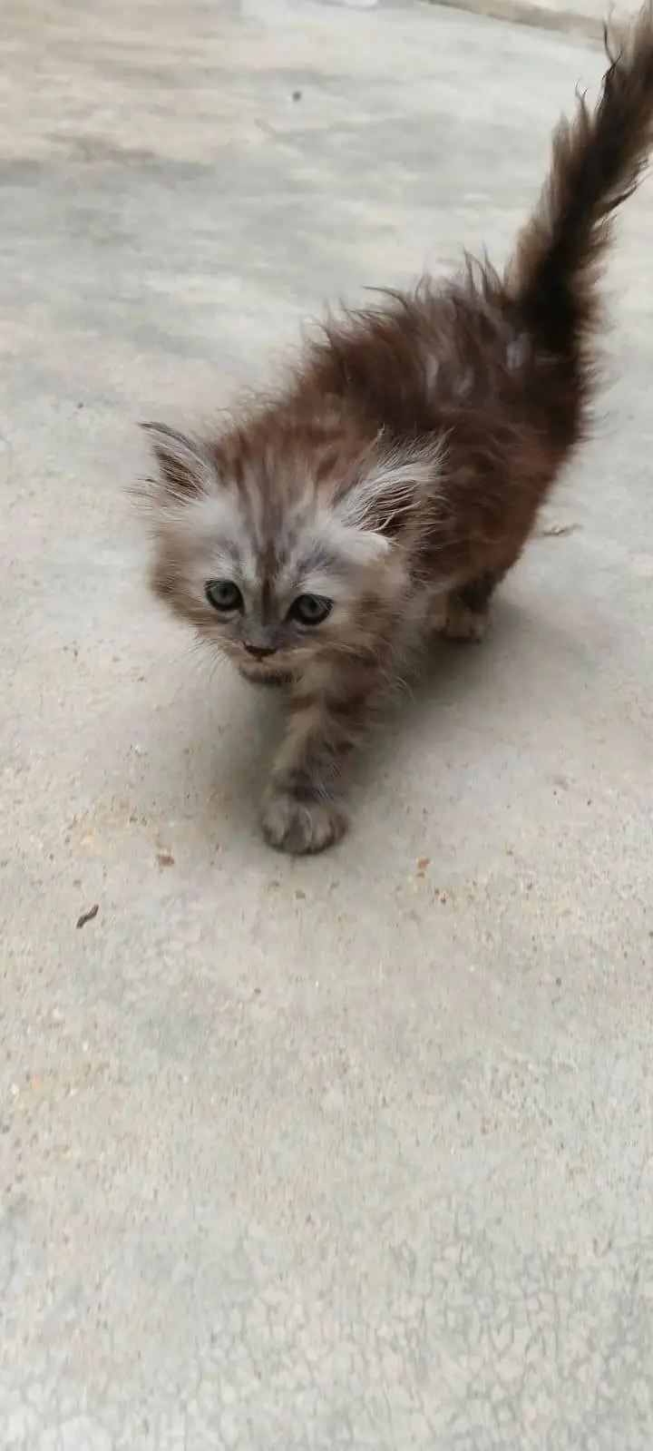 Female Persian Triple Coated Kitten – Litter Trained & Self-Feeding. — photo 7