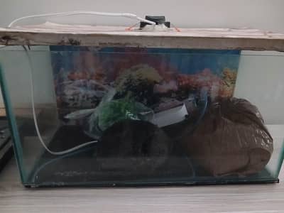 Fish Aquarium