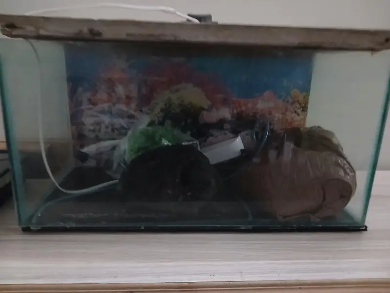 Fish Aquarium — photo 2