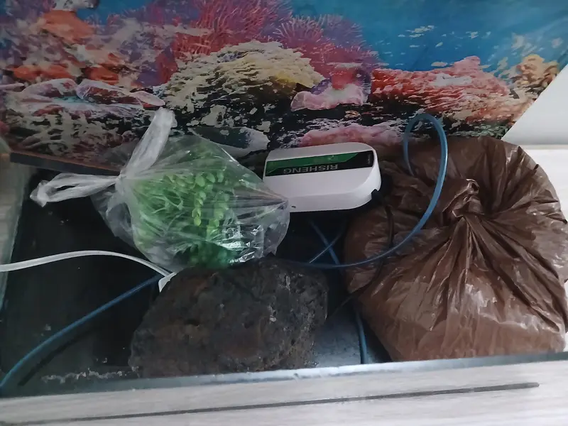 Fish Aquarium — photo 3